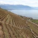 Vignes grelees Lavaux - 031